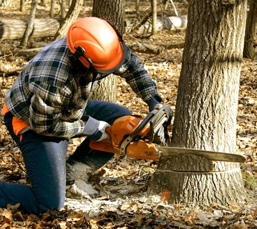 Tree Removal in Halethorpe, MD